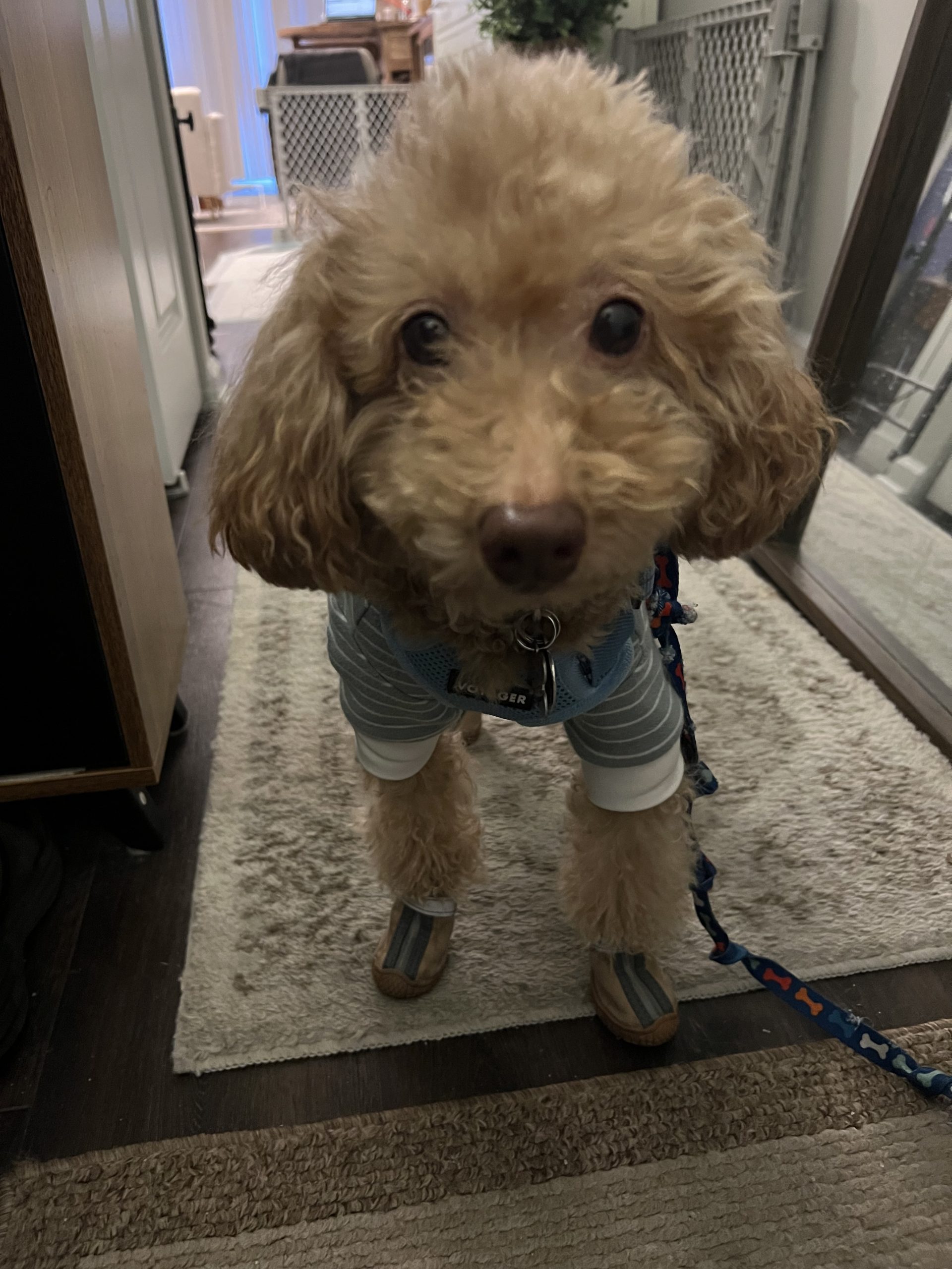 On his way out to take a walk